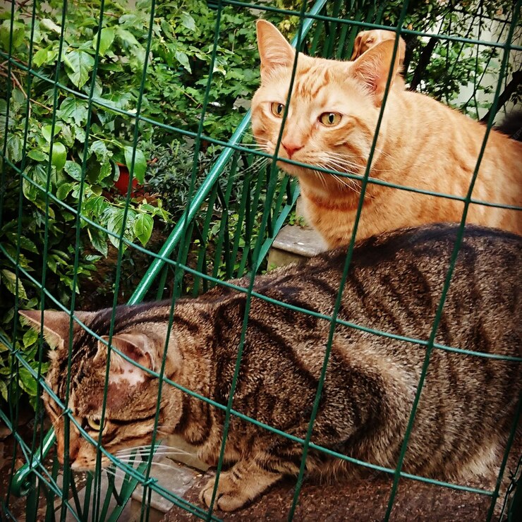 2 Zoo cats crossbreed